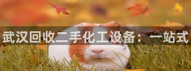 新宝gg最简单登录方法